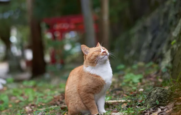 Картинка наслаждение, удовольствие, рыжий кот