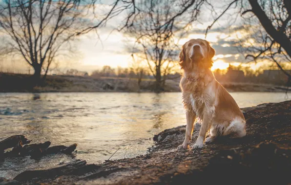 Картинка закат, река, собака