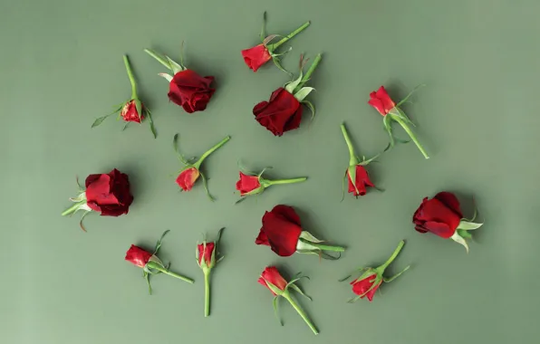 Картинка цветы, розы, бутоны, wood, flowers, roses