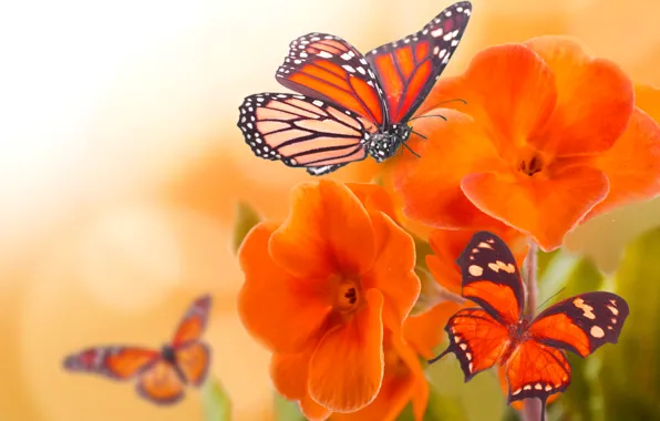 Макро, цветы, бабочка, крылья, лепестки, насекомое