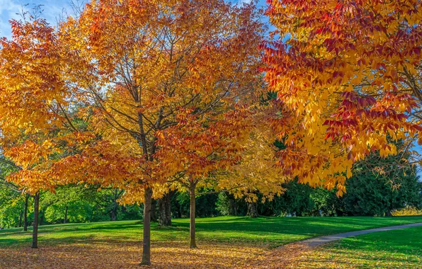Картинка осень, трава, листья, деревья, парк, дорожка