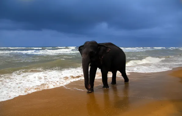 Картинка море, природа, слон