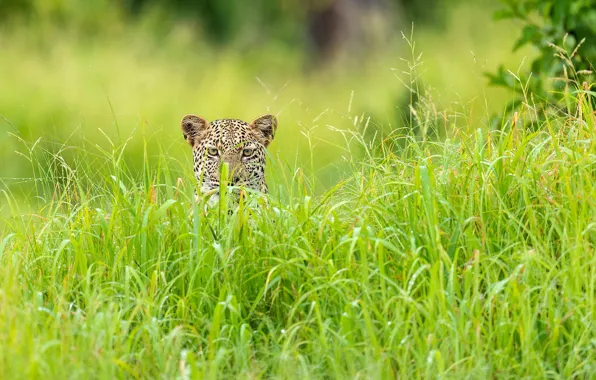 Картинка трава, леопард, Африка, зелёный сезон