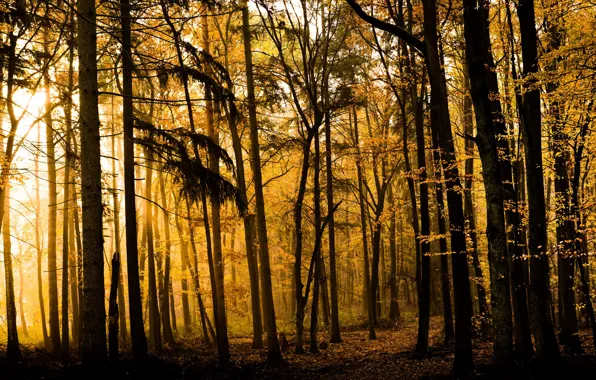 Осень, лес, природа
