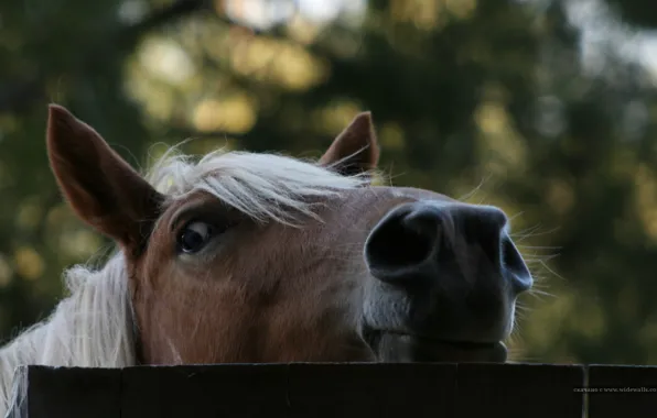Картинка фото, дерево, лошадь, забор