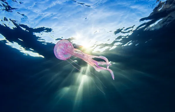 Море, природа, медуза