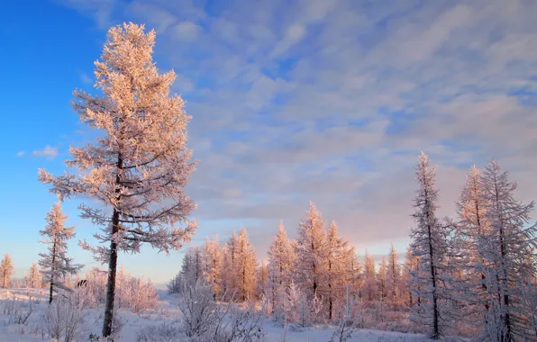 Зима, иней, лес, небо, снег, деревья, пейзаж, мороз