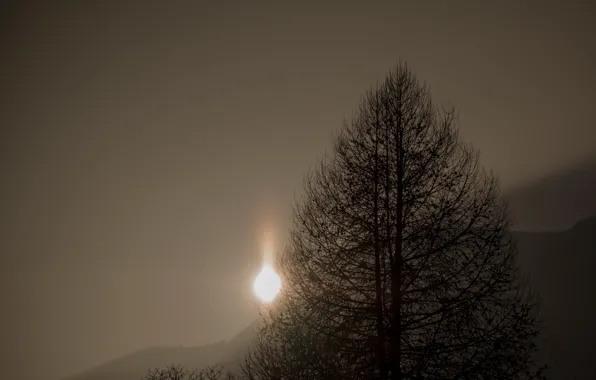 Картинка ночь, дерево, луна