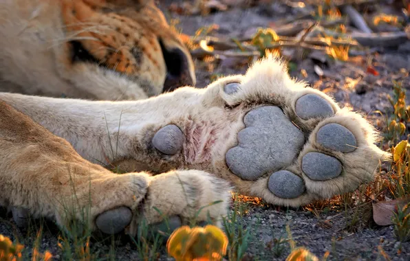 Lion, sleeping, paws