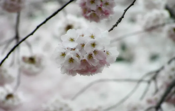 Картинка цветок, макро, дерево, Сакура, sakura
