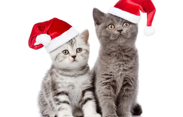 Кот, взгляд, шапка, Рождество, Новый год, Christmas, Cats