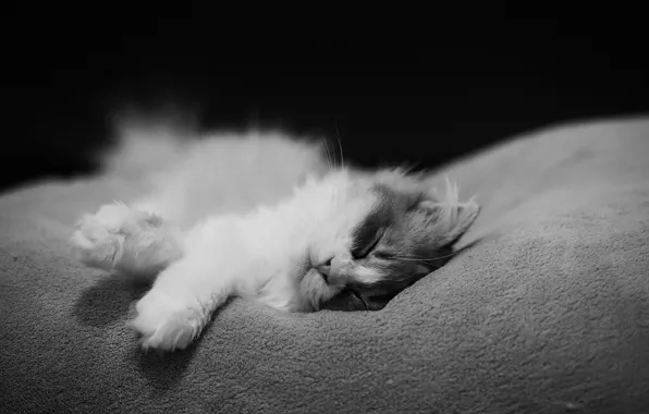 Картинка кошка, кот, спит, черно-белое, котэ, монохромное