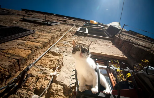 Картинка кошка, кот, дом, окно, наблюдение