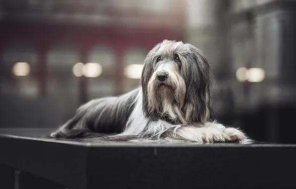 Картинка собака, бородатый колли, Bearded Collie