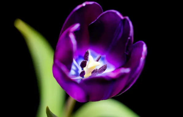 Картинка фиолетовый, макро, тюльпан, macro, purple, Tulip