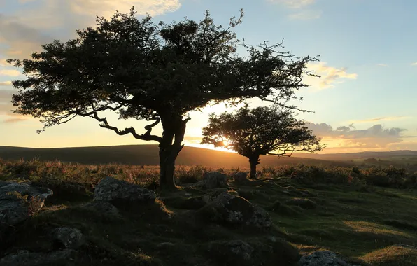 Картинка trees, landscape, nature, sunset, dartmoor