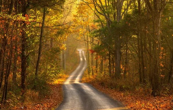 Картинка дорога, осень, пейзаж
