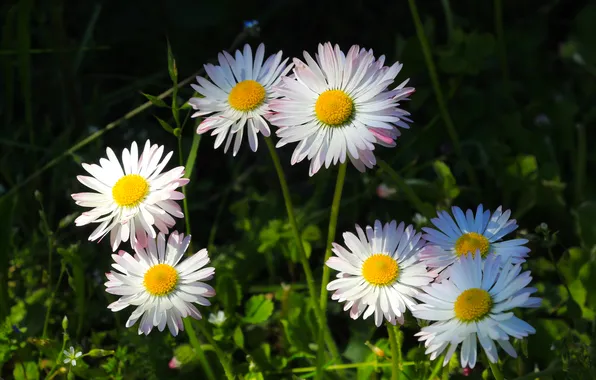 Flower, spring, daisy