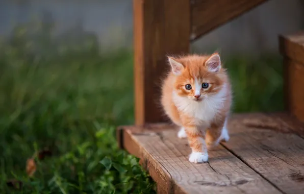 Картинка кошка, трава, взгляд, поза, котенок, фон, доски, малыш