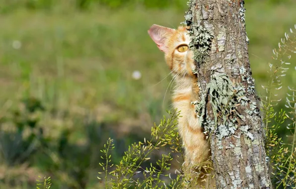 Картинка кошка, кот, дерево