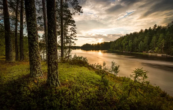 Лес, река, вечер