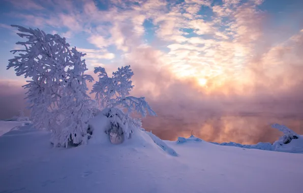 Картинка зима, снег, дерево, утро, мороз, сугробы, Россия, морозное утро