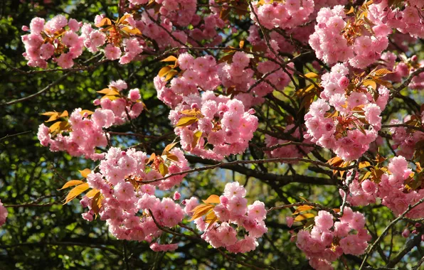 Картинка pink, spring, twig, blooming