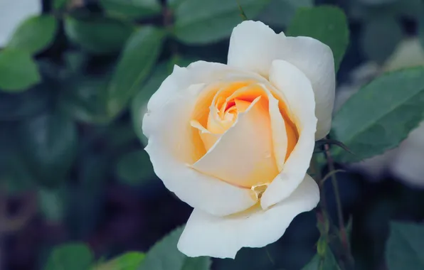 Rose, white, flower