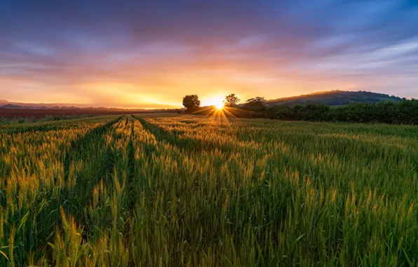 Зелень, лето, небо, солнце, облака, лучи, свет, закат