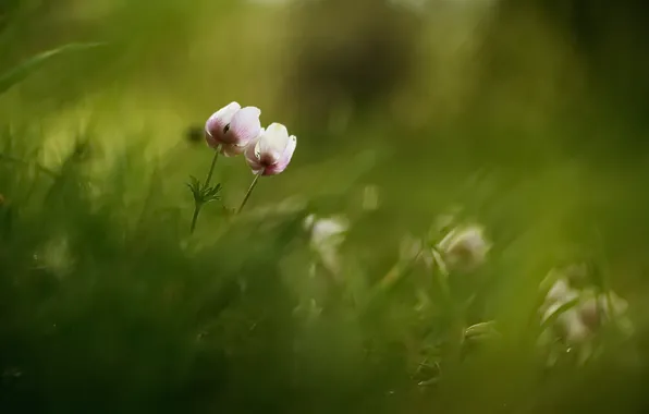 Картинка цветы, фон, природа