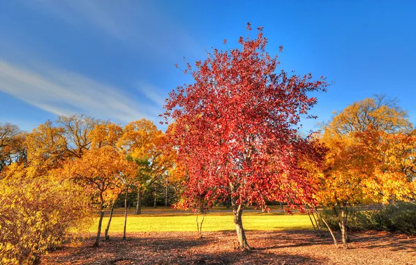 Картинка осень, небо, трава, листья, деревья, парк