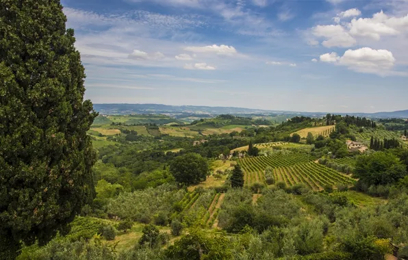 Картинка деревья, пейзаж, поля, Италия, панорама, Italy, Тоскана, Tuscany