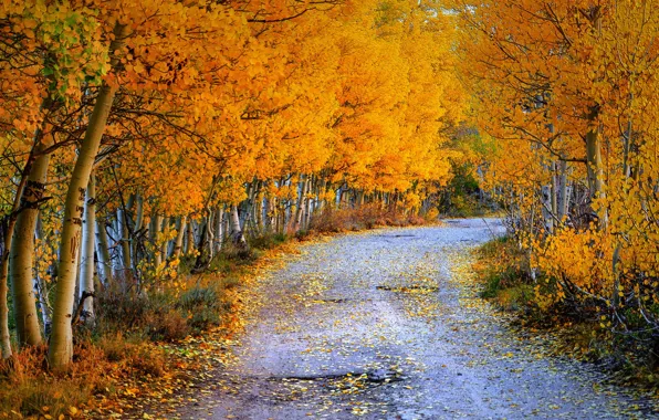 Дорога, осень, природа