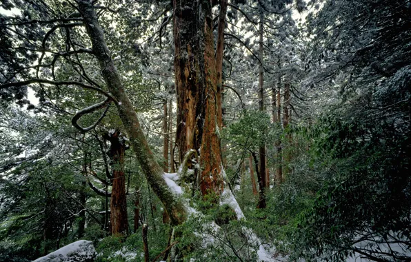 Зима, лес, снег, деревья, природа, Япония, Japan, Yakushima