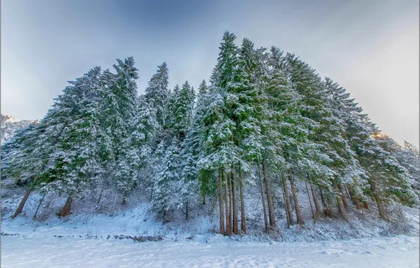 Картинка зима, ёлки, еловый лес