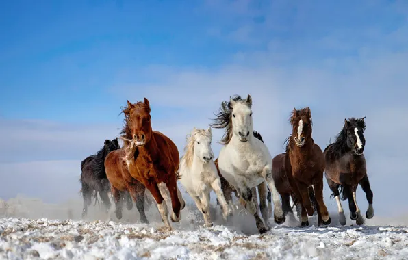 Картинка небо, снег, лошади, табун