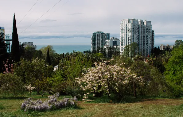Море, небо, деревья, город, здания, дома, сакура, Россия