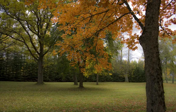 Осень, деревья, парк, Nature, trees, park, autumn, fall