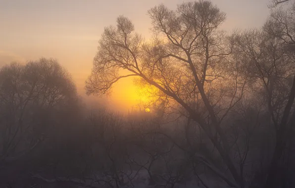Лес, небо, солнце, свет, деревья, ветки, природа, туман