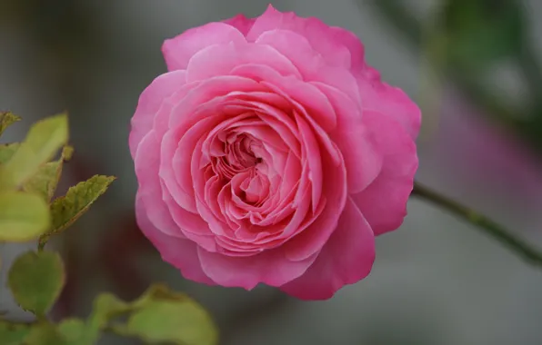 Листья, розы, лепестки, розовые