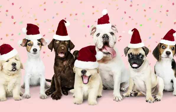 Картинка собака, Новый Год, Рождество, щенок, happy, санта, Christmas, puppy
