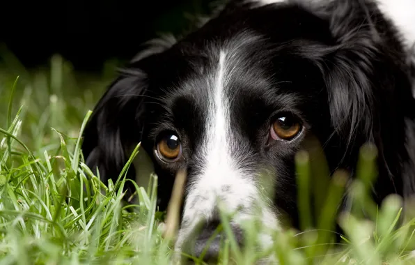 Картинка трава, взгляд, макро, собака, английский спрингер-спаниель, English Springer Spaniel