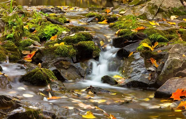 Осень, листья, ручей, камни, речка, Миннесота, Minnesota, Amity Creek