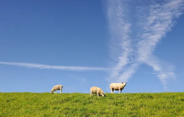 Небо, трава, овцы, три, овечки, трое