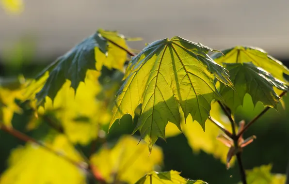 Green, leaf, plant