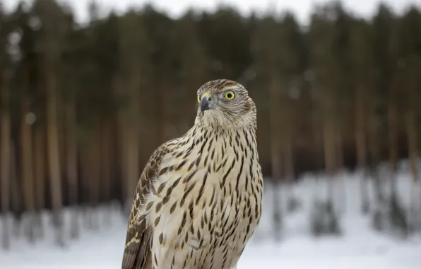 Лес, птица, перья, стервятник