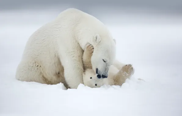 Alaska, arctic, Polar Bear
