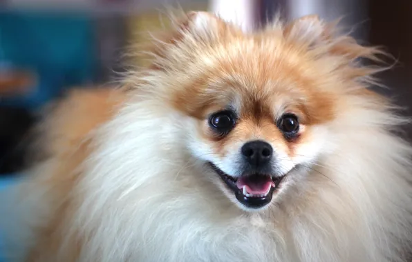 Photo, brown, dog, cute, german, MMaglica photo, MMaglica, spitz