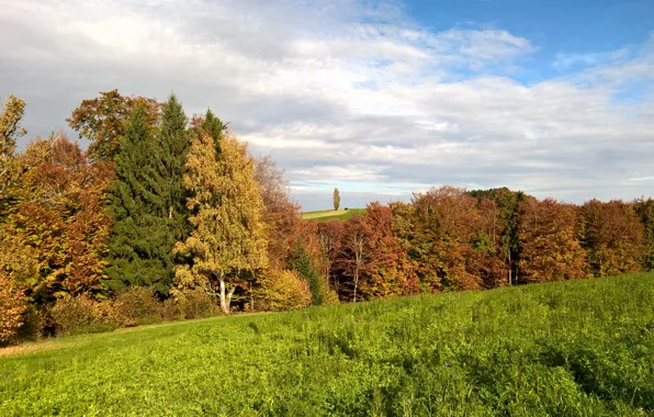 Картинка trees, autumn, clouds, hill, sunny, lonely tree