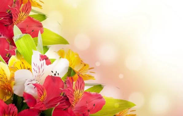 Картинка цветы, праздник, весна, тюльпаны, 8марта